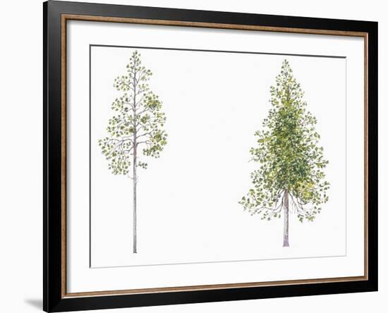 Botany, Trees, Pinaceae, Lodgepole Pine Pinus Contorta and Jack Pine Pinus Banksiana-null-Framed Giclee Print