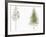 Botany, Trees, Pinaceae, Lodgepole Pine Pinus Contorta and Jack Pine Pinus Banksiana-null-Framed Giclee Print