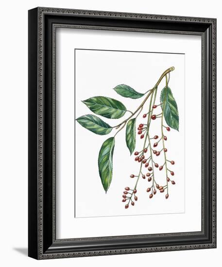 Botany, Trees, Rosaceae, Leaves and Fruits of Portugal Laurel Prunus Lusitanica-null-Framed Giclee Print