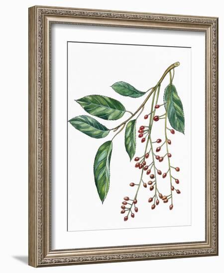 Botany, Trees, Rosaceae, Leaves and Fruits of Portugal Laurel Prunus Lusitanica-null-Framed Giclee Print