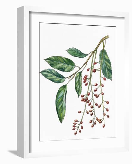 Botany, Trees, Rosaceae, Leaves and Fruits of Portugal Laurel Prunus Lusitanica-null-Framed Giclee Print