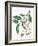 Botany, Trees, Rosaceae, Leaves and Fruits of Portugal Laurel Prunus Lusitanica-null-Framed Giclee Print