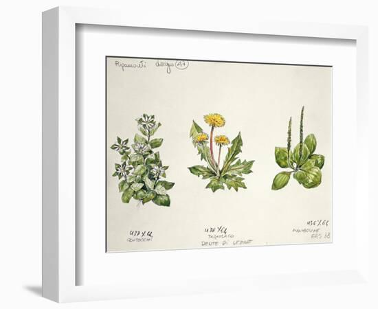 Botany-null-Framed Giclee Print