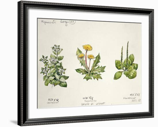 Botany-null-Framed Giclee Print