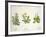 Botany-null-Framed Giclee Print