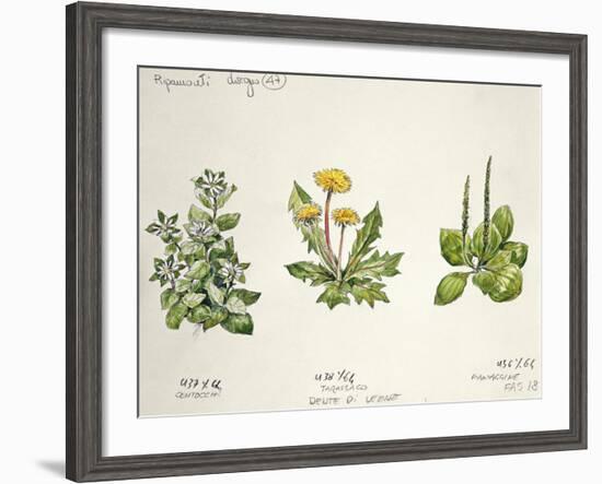 Botany-null-Framed Giclee Print