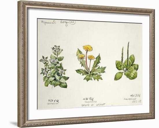 Botany-null-Framed Giclee Print