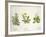 Botany-null-Framed Giclee Print