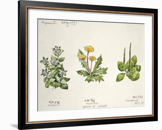 Botany-null-Framed Giclee Print