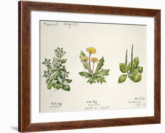 Botany-null-Framed Giclee Print