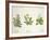 Botany-null-Framed Giclee Print