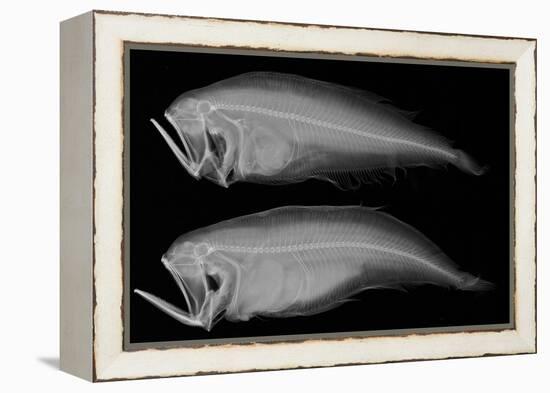 Bothid Flatfish-Sandra J. Raredon-Framed Stretched Canvas