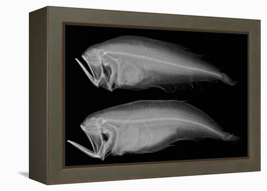 Bothid Flatfish-Sandra J. Raredon-Framed Stretched Canvas