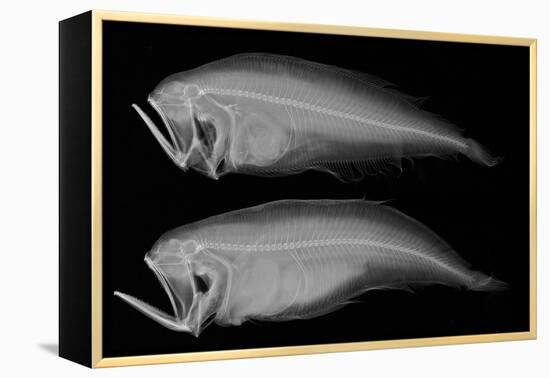 Bothid Flatfish-Sandra J. Raredon-Framed Stretched Canvas