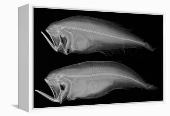 Bothid Flatfish-Sandra J. Raredon-Framed Stretched Canvas