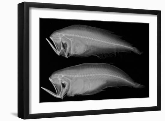 Bothid Flatfish-Sandra J. Raredon-Framed Premium Giclee Print