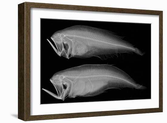 Bothid Flatfish-Sandra J. Raredon-Framed Art Print