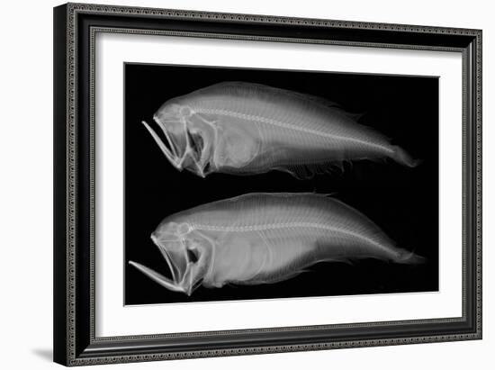 Bothid Flatfish-Sandra J. Raredon-Framed Art Print