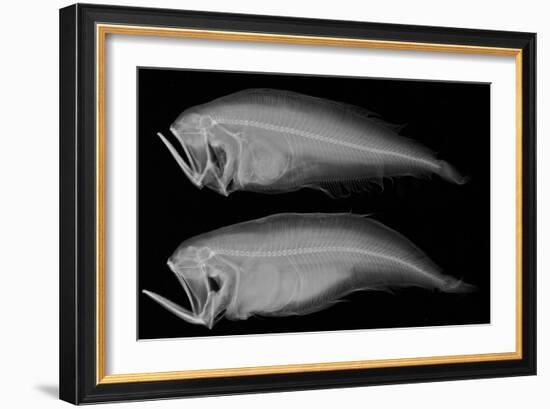 Bothid Flatfish-Sandra J. Raredon-Framed Art Print