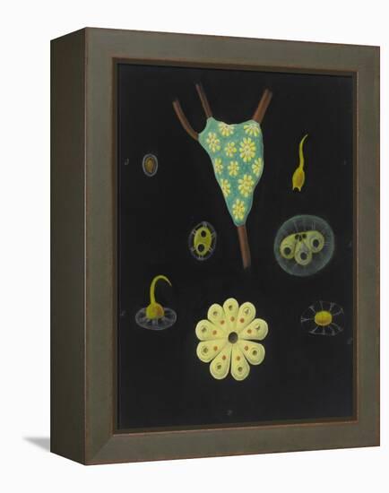 Botryllus Schlosseri: Star Ascidian-Philip Henry Gosse-Framed Premier Image Canvas