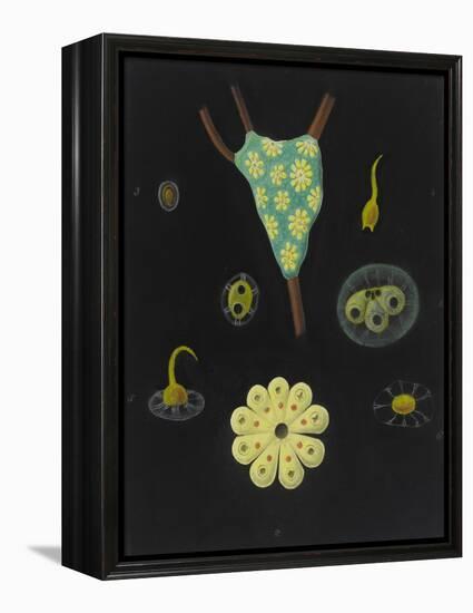 Botryllus Schlosseri: Star Ascidian-Philip Henry Gosse-Framed Premier Image Canvas