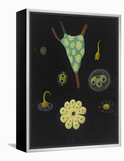 Botryllus Schlosseri: Star Ascidian-Philip Henry Gosse-Framed Premier Image Canvas