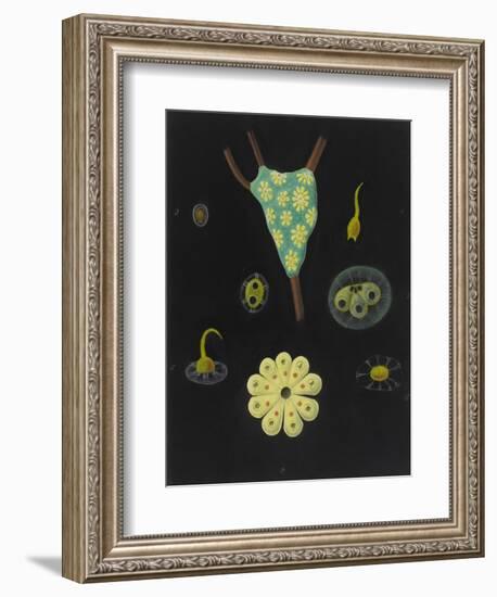 Botryllus Schlosseri: Star Ascidian-Philip Henry Gosse-Framed Giclee Print