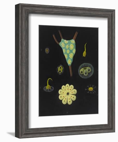 Botryllus Schlosseri: Star Ascidian-Philip Henry Gosse-Framed Giclee Print