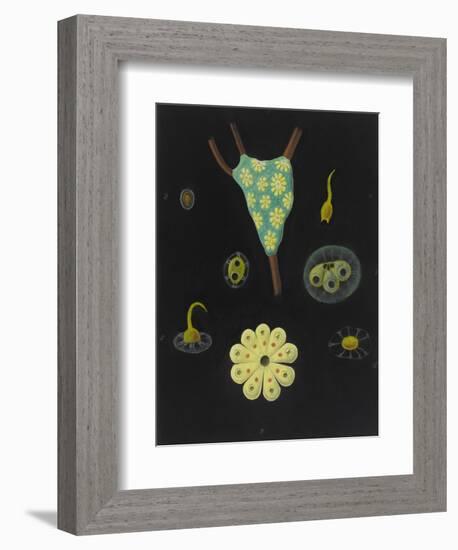 Botryllus Schlosseri: Star Ascidian-Philip Henry Gosse-Framed Giclee Print