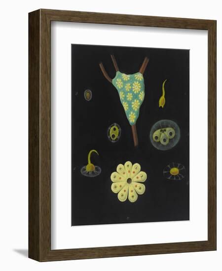 Botryllus Schlosseri: Star Ascidian-Philip Henry Gosse-Framed Giclee Print