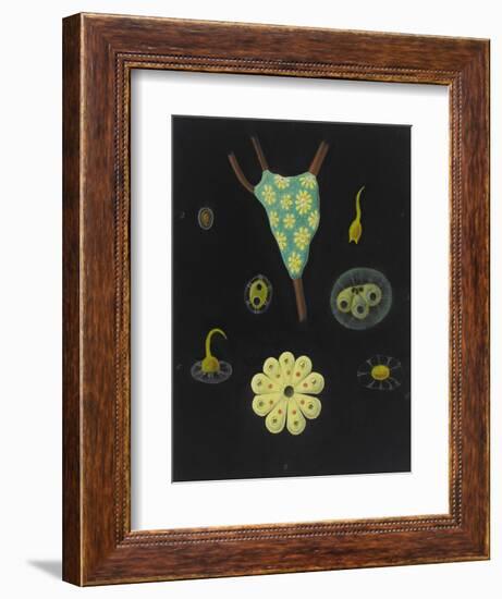 Botryllus Schlosseri: Star Ascidian-Philip Henry Gosse-Framed Giclee Print