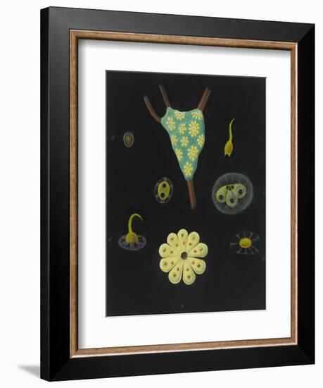 Botryllus Schlosseri: Star Ascidian-Philip Henry Gosse-Framed Giclee Print