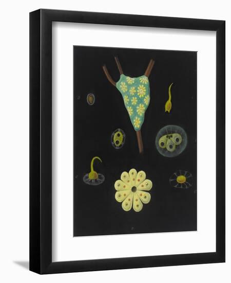 Botryllus Schlosseri: Star Ascidian-Philip Henry Gosse-Framed Giclee Print