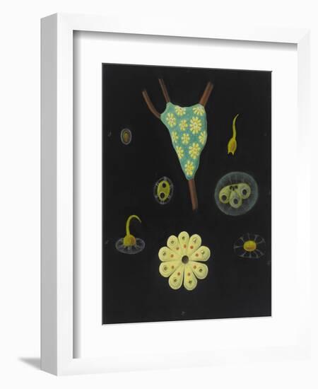 Botryllus Schlosseri: Star Ascidian-Philip Henry Gosse-Framed Giclee Print