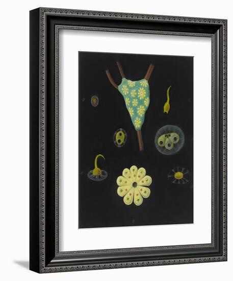 Botryllus Schlosseri: Star Ascidian-Philip Henry Gosse-Framed Giclee Print