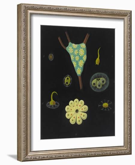 Botryllus Schlosseri: Star Ascidian-Philip Henry Gosse-Framed Giclee Print