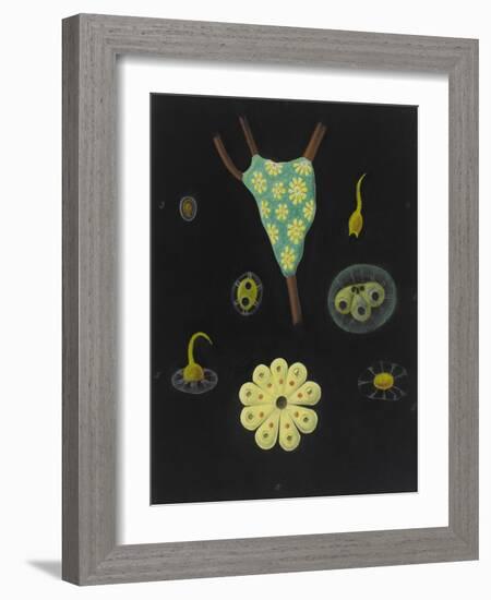 Botryllus Schlosseri: Star Ascidian-Philip Henry Gosse-Framed Giclee Print