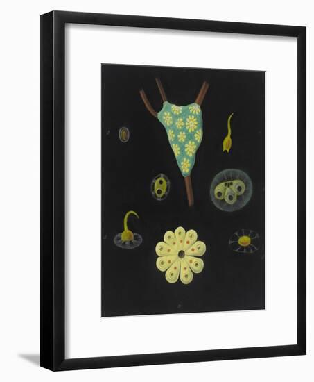 Botryllus Schlosseri: Star Ascidian-Philip Henry Gosse-Framed Giclee Print