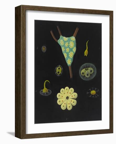 Botryllus Schlosseri: Star Ascidian-Philip Henry Gosse-Framed Giclee Print