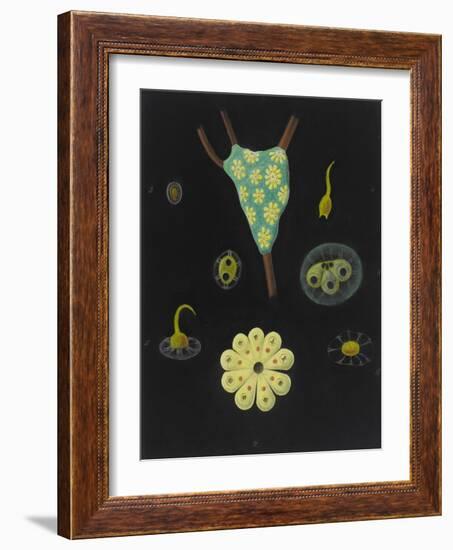 Botryllus Schlosseri: Star Ascidian-Philip Henry Gosse-Framed Giclee Print