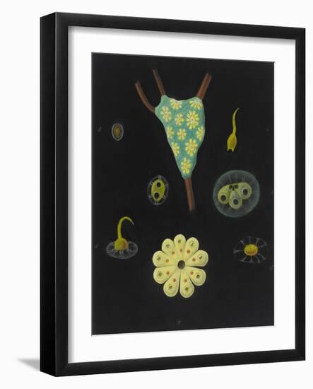 Botryllus Schlosseri: Star Ascidian-Philip Henry Gosse-Framed Giclee Print