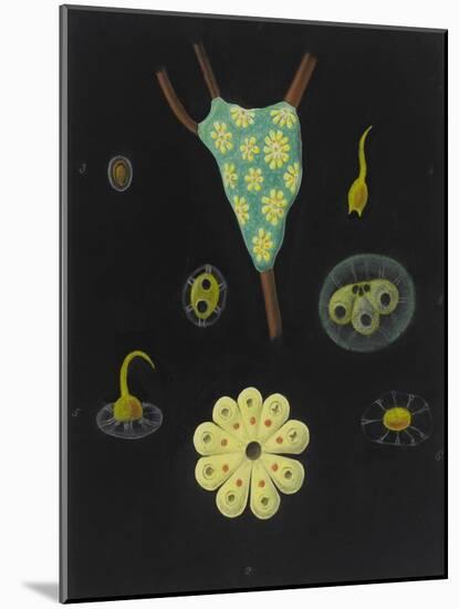 Botryllus Schlosseri: Star Ascidian-Philip Henry Gosse-Mounted Giclee Print