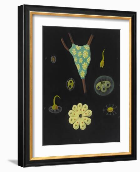 Botryllus Schlosseri: Star Ascidian-Philip Henry Gosse-Framed Giclee Print