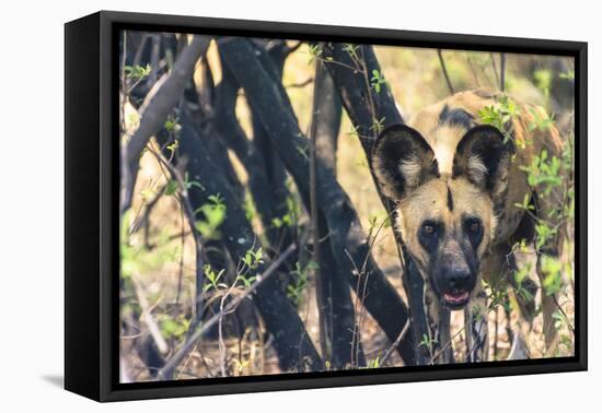 Botswana. African Wild Dog Looks Out from its Resting Place in the Shade-Inger Hogstrom-Framed Premier Image Canvas