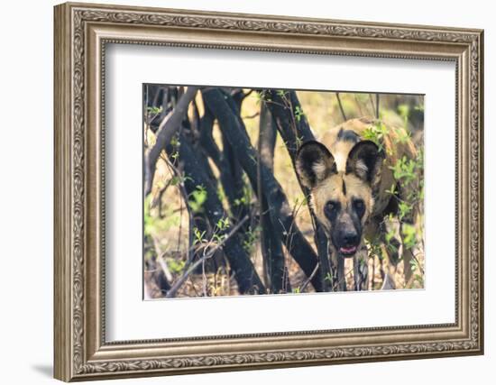 Botswana. African Wild Dog Looks Out from its Resting Place in the Shade-Inger Hogstrom-Framed Photographic Print