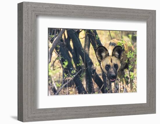 Botswana. African Wild Dog Looks Out from its Resting Place in the Shade-Inger Hogstrom-Framed Photographic Print