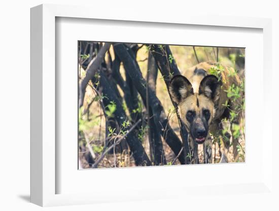 Botswana. African Wild Dog Looks Out from its Resting Place in the Shade-Inger Hogstrom-Framed Photographic Print