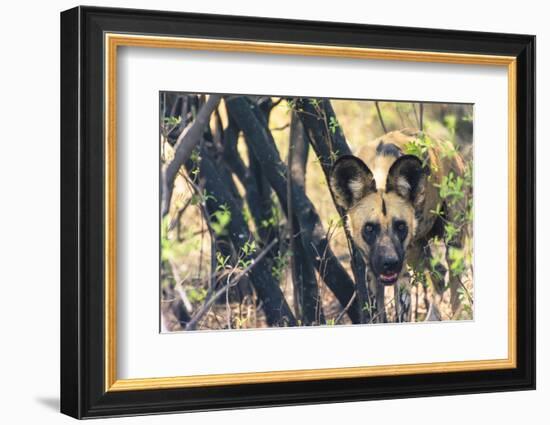 Botswana. African Wild Dog Looks Out from its Resting Place in the Shade-Inger Hogstrom-Framed Photographic Print