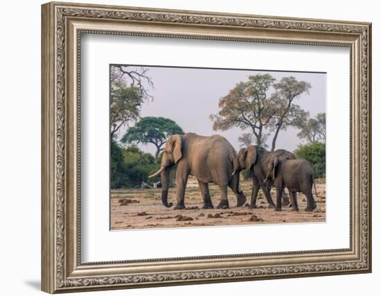 Botswana. Breeding Herd of Elephants Walking Closely Together to Protect Infants-Inger Hogstrom-Framed Photographic Print