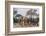 Botswana. Breeding Herd of Elephants Walking Closely Together to Protect Infants-Inger Hogstrom-Framed Photographic Print